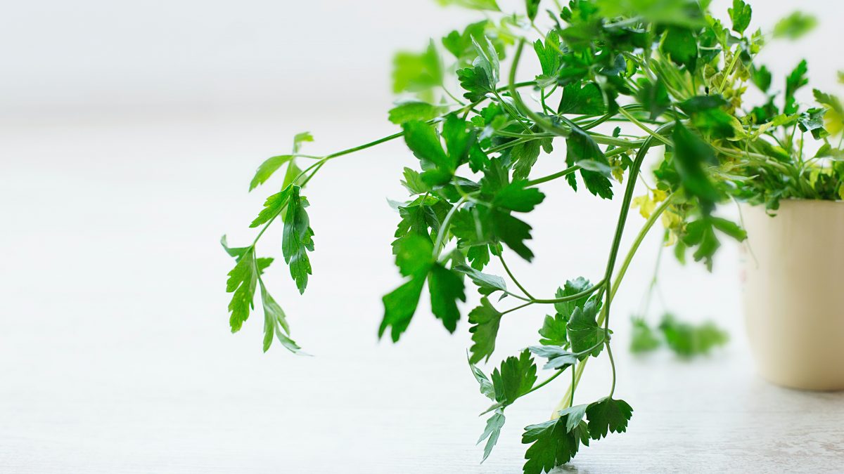 How-to-plant-herbs-in-your-Lagos-kitchen