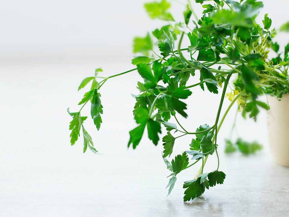 How-to-plant-herbs-in-your-Lagos-kitchen